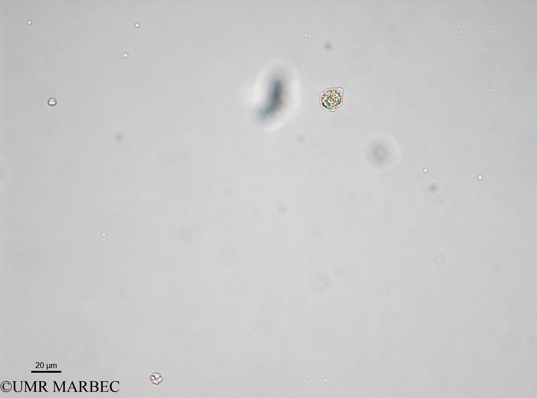 phyto/Bizerte/bizerte_lagoon/RISCO April 2014/Scrippsiella spp (sp3 cf minima- 140730_001_ovl-2)(copy).jpg